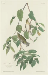 Herbstlaubsänger, 1830