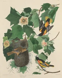 Baltimoretrupial