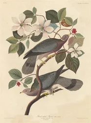 Bandtaube, 1837.