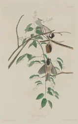 Schwarzmeise