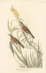 Schwarzkehlammer, 1837