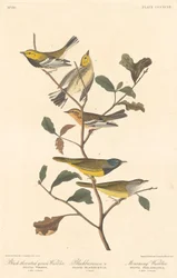 Schwarzkehl-Waldsänger, Blackburn-Waldsänger und Trauerwaldsänger, 1837