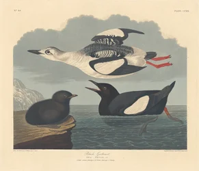 Schwarzflügelige Guillemot