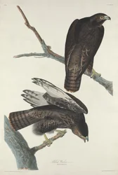 Schwarzer Krieger, 1830.