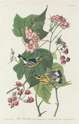 Schwarzgelber Waldsänger