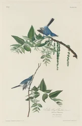 Blaugrauer Schnäpper, 1830