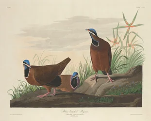 Blauköpfige Taube, 1833