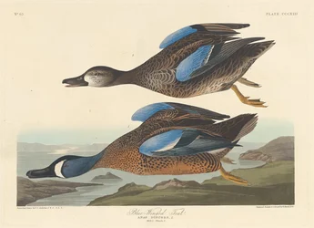 Blauflügelente, 1836