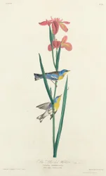 Blau-Gelb-Rückensänger, 1827