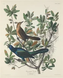 Bootschwanzgrackel, 1834.