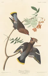 Seidenschwanz, 1837