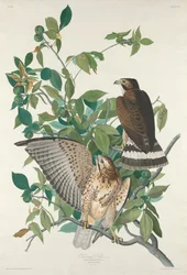 Breitflügelbussard, 1830.