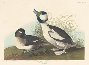 Büffelkopfente, 1836