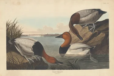 Rückenente, 1836