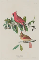 Kardinalsgrosbeak