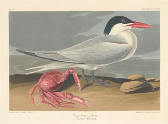 Cayenne-Seeschwalbe, 1835