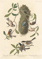 Kastanienmeise, Schwarzkappenmeise und Kastanienkronenmeise, 1837