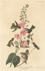 Kolumbianischer Kolibri, 1838