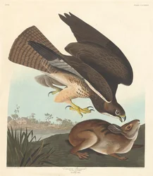 Mäusebussard, 1837