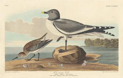 Gabelschwanzmöwe, 1835.
