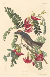 Grauer Tyrann