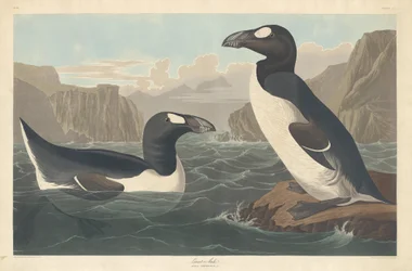 Riesenalk, 1836