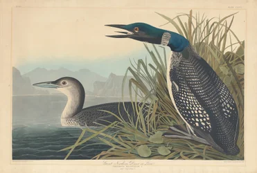 Eistaucher oder Seetaucher, 1836