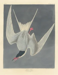 Große Seeschwalbe, 1836