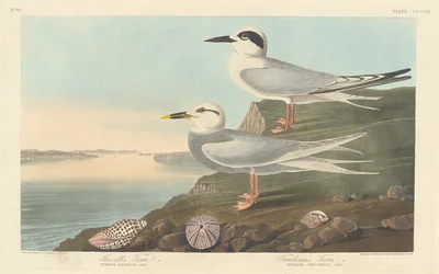 Havells Seeschwalbe und Trudeaus Seeschwalbe, 1838