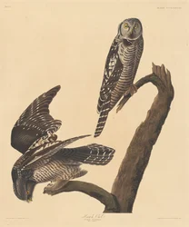 Sperbereule, 1837