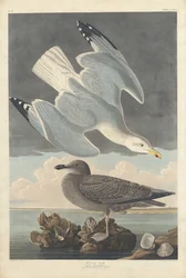 Silbermöwe, 1836