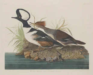 Kappensäger, 1834