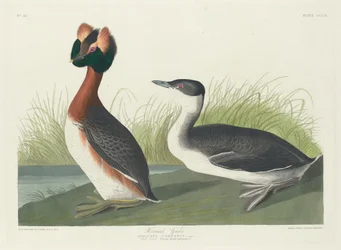 Horntaucher