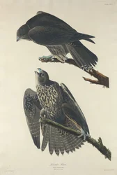 Labradorfalke, 1834