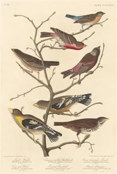 Lazulifink, 1838