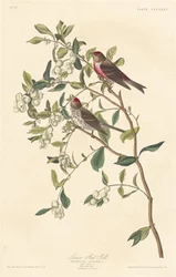 Kleiner Birkenzeisig, 1837