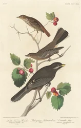 Kleiner brauner Drossel, 1838