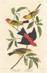 Louisiana-Tangare und Scharlach-Tangare, 1837