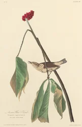 Louisiana-Wasseramsel, 1827