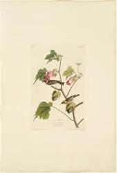 Männlicher Bay-Breasted Warbler