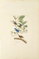 Männlicher Indigo-Vogel