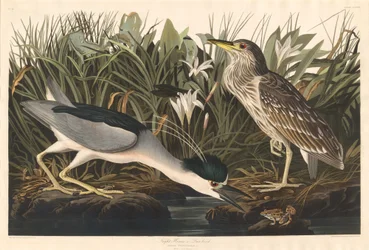 Nachtreiher oder Qua-Vogel, 1835