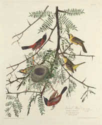 Gartenwaldsänger