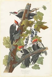 Helmspecht, 1831