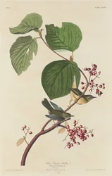 Sumpf-Waldsänger, 1832