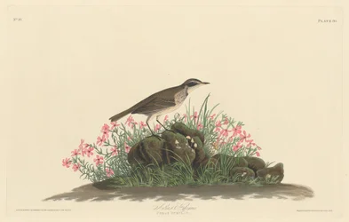 Prärie-Titlark, 1830