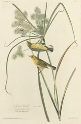 Präriewaldsänger, 1827