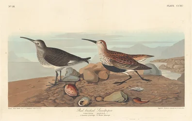 Rotschenkel, 1836