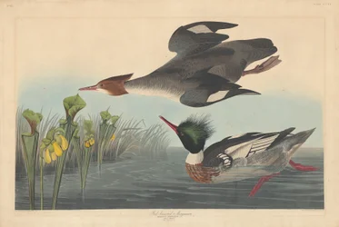 Gänsesäger, 1838