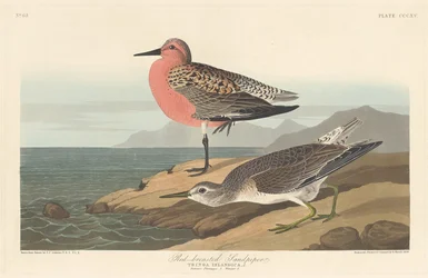 Rotschenkelstrandläufer, 1836